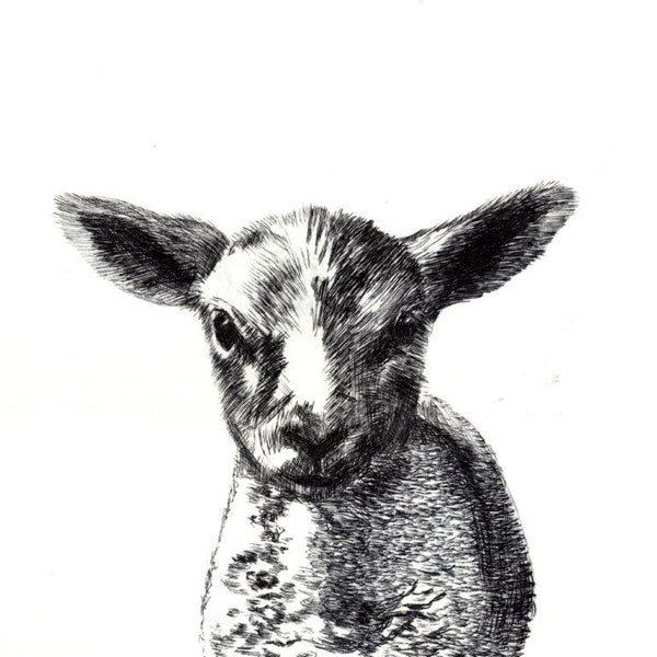 Lamb Etching